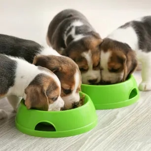 Feeding Your Puppy