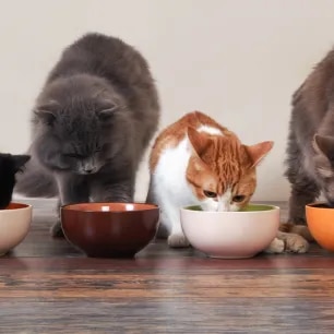 Food Allergies in Cats