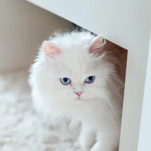 Gorgeous White Cat Breeds to Welcome to the Family