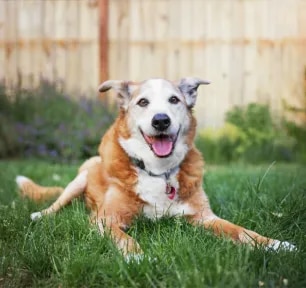 Grooming Tips for Senior Dogs