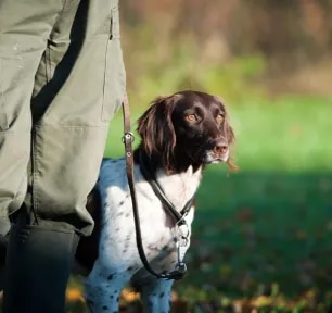 Gundogs: Everything You Need to Know