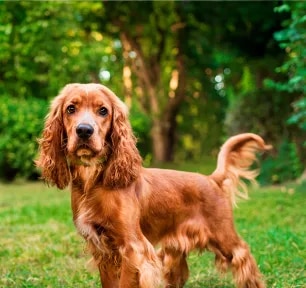 Health Problems in Cocker Spaniels