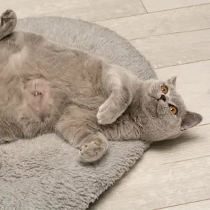 Hernias in Cats