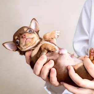 Hernias in Dogs What You Need to Know