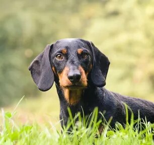 Hound Dogs: Everything You Need to Know