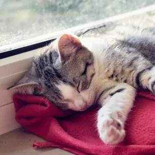 How Long Do Cats Sleep?