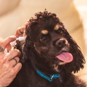 How to Clean a Dog’s Ears in 7 Simple Steps