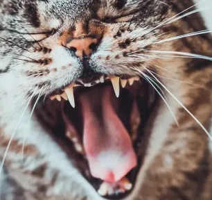 How to Look After Your Cat's Teeth