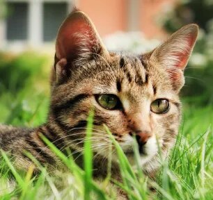How to Remove a Tick from a Cat & Other Cat Ticks Questions