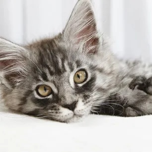 How to Spot and Treat Cat Anxiety