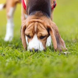 How to Start Scent Training for Puppies