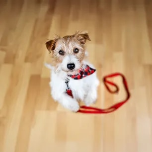 How to Stop Your Dog Begging