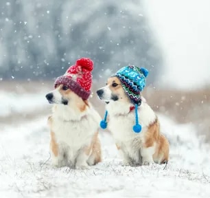 Hypothermia in Dogs Symptoms and Treatment