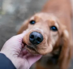 Is Your Dog’s Nose Dry Here is What It Could Mean