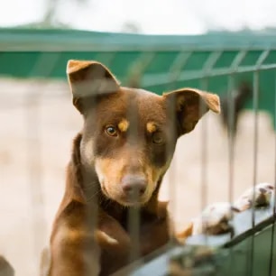 Kennel Cough in Dogs
