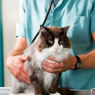 Kidney Problems in Cats Causes and Treatments