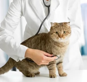 Lungworm in Cats – Symptoms and Treatment