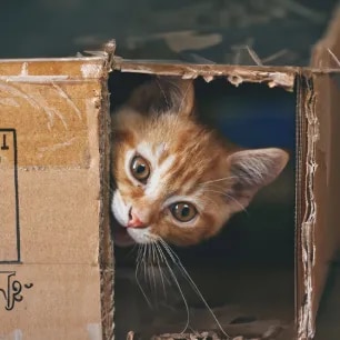 Mental Stimulation for Your Indoor Cat