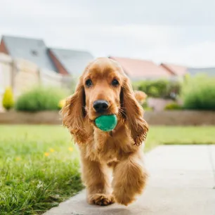 Outdoor Dog Games