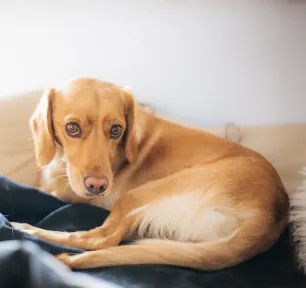 Pancreatitis in Dogs