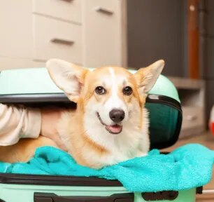 Pet friendly holiday homes
