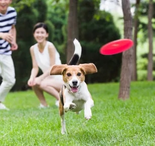 Playing with your dog