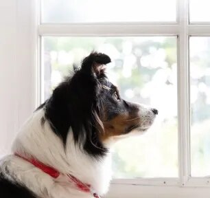 Preparing Your Dog to be Left Alone