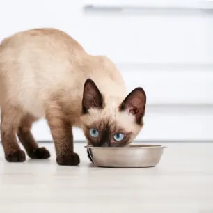 Probiotics for Cats: Why Are They So Important