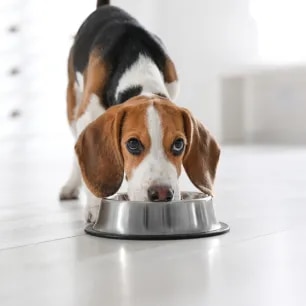 Probiotics for Dogs: What They Are and When to Use Them