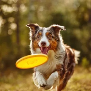 Puppy Recall Training in 6 Easy Steps