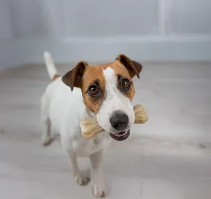 Rawhide for Dogs