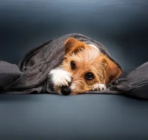 Reverse Sneezing in Dogs Causes & How to Help