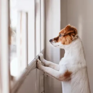 Separation Anxiety in Dogs Symptoms and Treatment