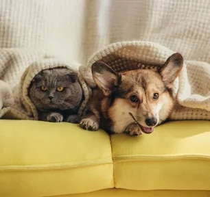 Should I Get a Cat or Dog?