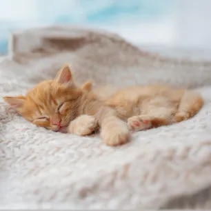 Sleeping Arrangements for a Kitten’s First Night Home