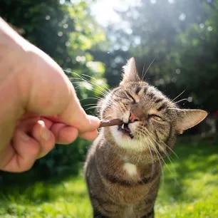 Snacks and Treats for Your Cat