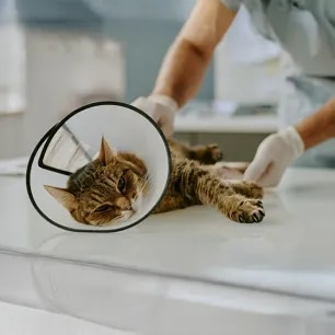 Spaying and Neutering Cats FAQs