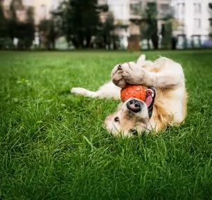 Stimulating Toys for Older Dogs