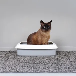 Tapeworms in Cats