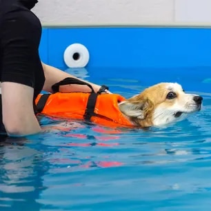 Teaching your dog to swim