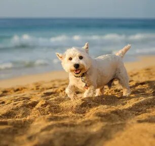 Terrier Dog Breeds: Everything You Need to Know