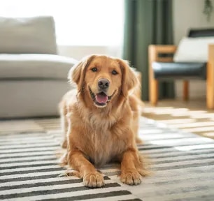 The 10 Best Dogs for Busy Families