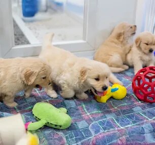 The Benefits of a Puppy Playpen