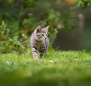 The Best 22 Cat-Friendly Plants