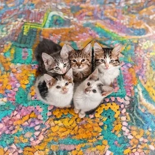 The Best Boy and Girl Kitten Names