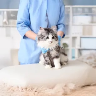 The Importance of Regular Vet Check-ups for Cats