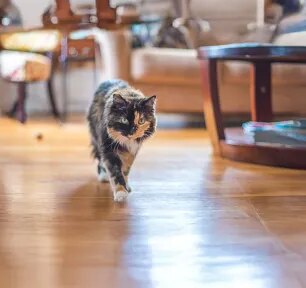 The Most Fascinating Tortoiseshell Cat Facts