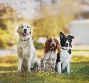 The Nation's Favourite Dog Names