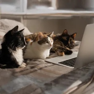 The Top 30 Male Cat Names Your Cat Will Love