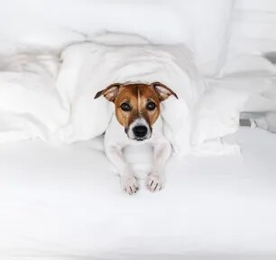 Tips for staying in a dog friendly hotel